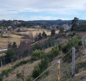 Javols le cheylaret - Peyre en Aubrac - 3