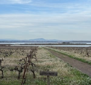Balade entre étangs, plage et cathédrale - Villeneuve-lès-Maguelone - 3