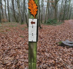 Forêt de Lespinasse (circuit du chevreuil) - Vivans - 4