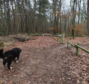 Forêt de Lespinasse (circuit du chevreuil) - Vivans - 5
