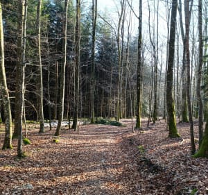 Rando de la vallée de Tendon - Le Tholy - 4