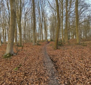 Foret de la Vaupaliere - La Vaupalière - 5