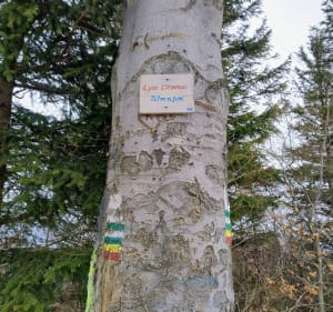 Ze Starego Lesieńca na Dzikowiec - Boguszów-Gorce - 4