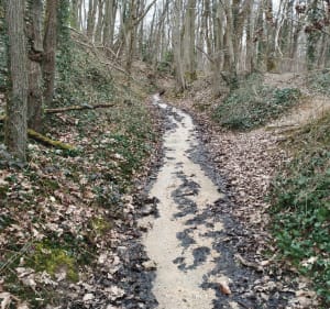 Des Clayes par forêt de Bois d'Arcy et le bois de la Crâne - Les Clayes-sous-Bois - 4