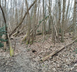 Des Clayes par forêt de Bois d'Arcy et le bois de la Crâne - Les Clayes-sous-Bois - 5