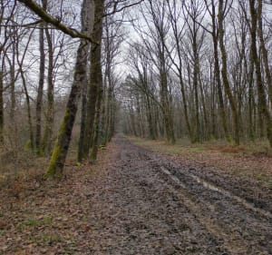 Forêt de Mazous - Castillon-Debats - 4