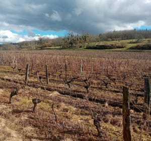 Gy et ses vignobles - Gy - 5