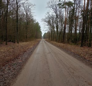 Las Podleśne - Iława - 5