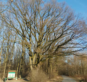 Wola Rędzińska - Tarnów - 4