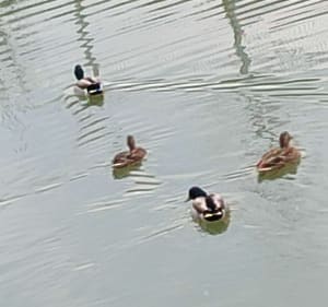 Entre canal et terre, par Châtillon-Coligny - Sainte-Geneviève-des-Bois - 5