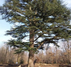 Hauts de Hurlement et le grand cèdre - Fontainebleau - 3