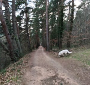 Balade dans les côtes de Moulines, par Cordat - Lantriac - 4