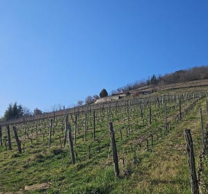 Circuit Mont Brouilly par les vignes - Charentay - 4
