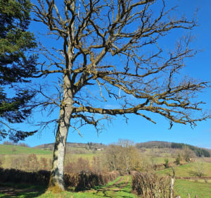 Autour de Cenves - chemin des crêtes - Cenves - 4