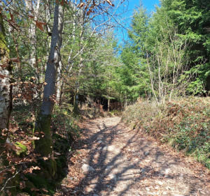 Autour de Cenves - chemin des crêtes - Cenves - 5