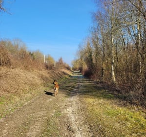 Champs autour d'Ailly sur Noye - Marie-Hélène  - 4