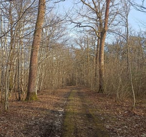Entre Montagne de Fleury et bois de Branches - Fleury-la-Vallée - 3