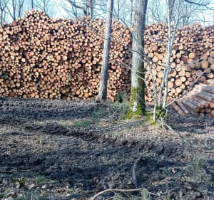 Balade ensoleillée en VTT en forêt de Gravigny Huest - Gravigny - 3