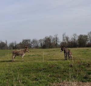 Le circuit du petit poney autour de Sainte-Anne - Montreuil-le-Henri - 5