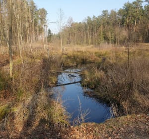 Wokół rezerwatu przyrody "Grądy nad Moszczenicą" - Kębliny - 3