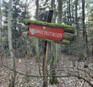 Wokół rezerwatu przyrody "Grądy nad Moszczenicą" - Kębliny - 5