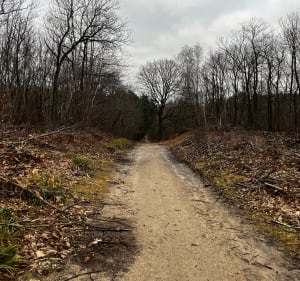 Forêt et Étang Godart depuis Eaubonne - Eaubonne - 3