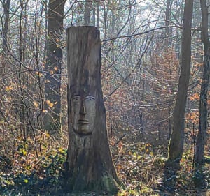 Forêt Ferrières-en-Brie - Ferrières-en-Brie - 3