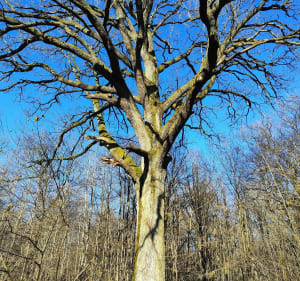 Forêt Ferrières-en-Brie - Ferrières-en-Brie - 4