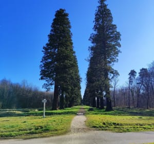 Forêt Ferrières-en-Brie - Ferrières-en-Brie - 5