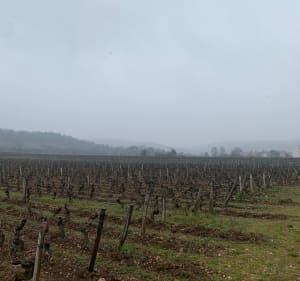 Boucle Combe Semetrot & vignes - Marsannay-la-Côte - 3