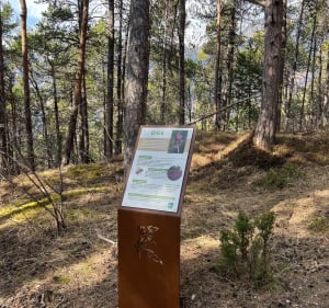 Sentier de la forêt d’Erica - Villarodin-Bourget - 4