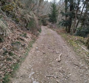 Balade au travers des forêts en passant par la chartreuse - Les Ancizes-Comps - 3