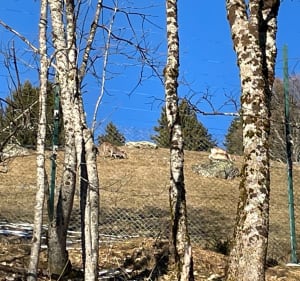 Par animalier de Merlet du Bettey - Les Houches - 5