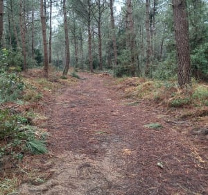 Marche au Gardour et forêt de la Coubre - La Tremblade - 3