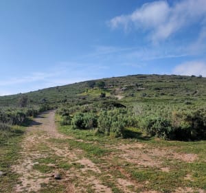 Mont St Bauzille - garrigue- et panorama - Villeneuve-lès-Maguelone - 3