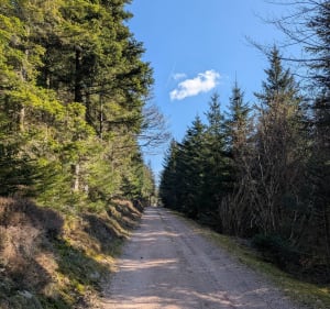 Tête de Nayemont de Clair Sapin - Arrentès-de-Corcieux - 3
