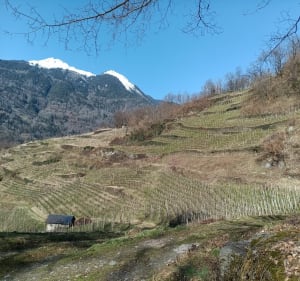 Circuit de la Dame Blanche dans Cevins - Cevins - 4