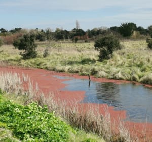Boucle la cotinière, Boyarville, en passant par les Marais - Saint-Pierre-d'Oléron - 3