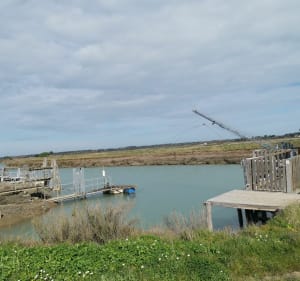 Boucle la cotinière, Boyarville, en passant par les Marais - Saint-Pierre-d'Oléron - 4