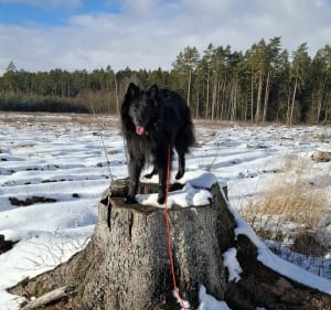 Las za lotniskiem Dajtki - Olsztyn - 3