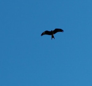 Circuit des oiseaux à Chavignac - Chalvignac - 3