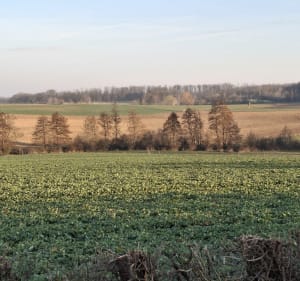 Sortie du dimanche en bossue et forêt de Sarre-Union - Sarre-Union - 3