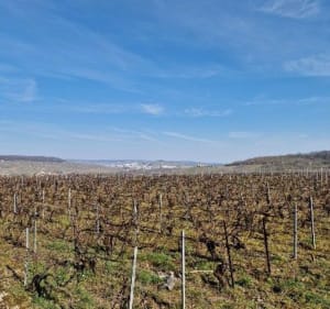 Balade entre vignes et bois au départ de Moussy - Moussy - 3