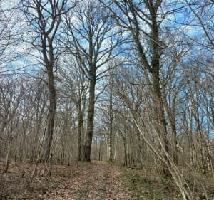 Sentier du Nacey, Bois des Charmeux, depuis Soissons-sur-Nacey - Soissons-sur-Nacey - 4