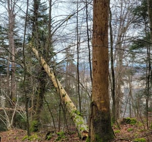 Monts d’Ain et tour du plateau de Chamoise - Saint-Martin-du-Frêne - 3