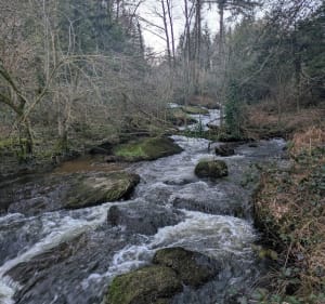 Balade le long de La Sarre, dans les bois autour de Séglien - Séglien - 5