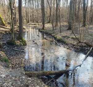 Grotniki, ścieżką wzdłuż meandrującej rzeki Lindy - Grotniki - 3