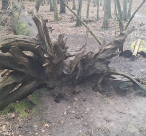 Ze Strzyży przez Dolinę Samoborowo i Niedzwiednik - Gdańsk - 3
