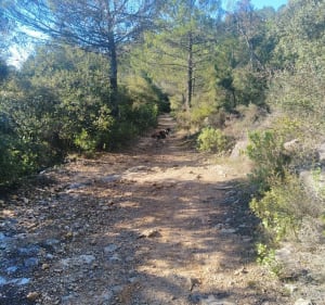 Rando/trail à la Figanières - Figanières - 3