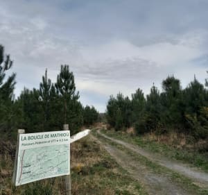 Belle balade au nord de Magescq - Magescq - 3